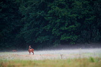 Roe deer (Capreolus capreolus) female in a  foggy meadow, Yonne, Burgundy, France August