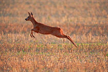 Roe deer (Capreolus capreolus) female in a stubble field, running. Yonne, Burgundy, France August