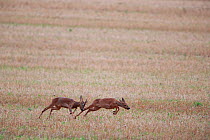 Roe deer (Capreolus capreolus) buck chasing a female Yonne, Burgundy, France August