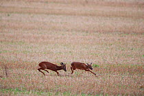 Roe deer (Capreolus capreolus) buck chasing a female Yonne, Burgundy, France August