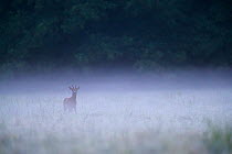 Roe deer (Capreolus capreolus) buck in foggy meadow. summer, Yonne, Burgundy, France . August