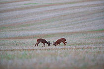 Roe deer (Capreolus capreolus) bucks fighting in field, Yonne, Burgundy, France August