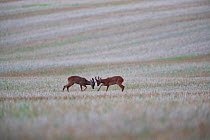 Roe deer (Capreolus capreolus) bucks fighting in field,, Yonne, Burgundy, France, August.