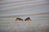 Roe deer (Capreolus capreolus) bucks fighting in field,, Yonne, Burgundy, France, August.
