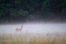Roe deer (Capreolus capreolus) female in a foggy meadow, Yonne, Burgundy, France, August.