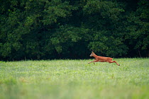 Roe deer (Capreolus capreolus) buck running in a meadow, Yonne, Burgundy, France.