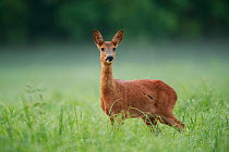 Roe deer (Capreolus capreolus) female in meadow, Yonne, Burgundy, France, September.