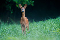 Roe deer (Capreolus capreolus) female in meadow, Yonne, Burgundy, France, September.