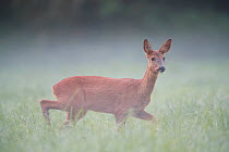 Roe deer (Capreolus capreolus) female in fog, Yonne, Burgundy, France, September.