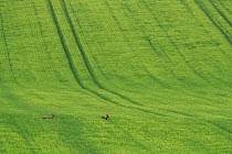 Roe deer (Capreolus capreolus) female in distance in green wheat crop, Yonne, Burgundy, France. April.