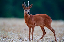 Roe deer (Capreolus capreolus) buck in a stubble field, Yonne, Burgundy, France July
