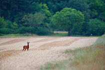 Roe deer (Capreolus capreolus) buck in a stubble field, Yonne, Burgundy, France, July.