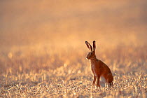 European hare (Lepus europaeus) in stubble field, Yonne, Burgundy, France. August