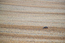 Badger (Meles meles) walking through stubble field in daytime, Yonne, Burgundy, France. August