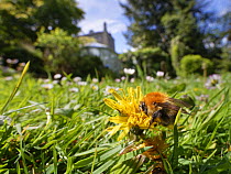 Common carder bumblebee (Bombus pascuorum) nectaring on a Dandelion (Taraxacum officinale) flowerhead among many Common daisies (Bellis perennis) on a lawn left unmown to allow wild flowers to bloom t...