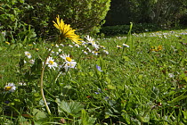 Dandelion (Taraxacum officinale) and Common daisies (Bellis perennis) flowering on a garden lawn left unmown to allow wild flowers to bloom to support pollinating insects, Wiltshire, UK, May.