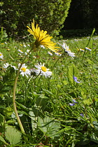 Dandelion (Taraxacum officinale) and Common daisies (Bellis perennis) flowering in a garden lawn left unmown to allow wild flowers to bloom to support pollinating insects, Wiltshire, UK, May.