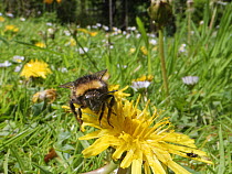 Early bumblebee (Bombus pratorum) visiting a Dandelion (Taraxacum officinale) flowerhead among many Common daisies (Bellis perennis) on a garden lawn left unmown to allow wild flowers to bloom to supp...