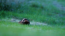 European badger (Meles meles) standing in grass looking at camera before running out of view, North Somerset, England, UK, August.