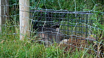 European Badger (Meles meles) caught in a cage trap awaiting vaccination as part of bovine tuberculosis (bTB) vaccination trials, North Somerset, UK.
