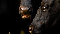 Close up of domestic cattle (Bos taurus) chewing whilst surrounded by flies, Somerset, England, UK, August.
