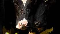 Close up of Domestic Cattle (Bos taurus) faces surrounded by flies, Somerset, England, UK, August.