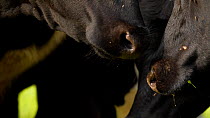 Close up of domestic cattle (Bos taurus) noses surrounded by flies, Somerset, England, UK, August.