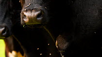 Close up of domestic cattle (Bos taurus) noses surrounded by flies, Cornwall, England, UK, October.