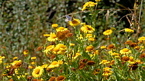 Slider shot of Ragwort flowers (Senecio jacobaea) in field margin with butterfly and other insects feeding, Somerset, England, UK, September.