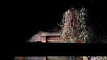 House mouse (Mus musculus) running across wooden beam in barn, Somerset, England, UK, December.