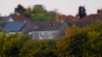 Tracking shot of Common kestrel (Falco tinnunculus) flying past houses and trees, Somerset, England, UK, June.
