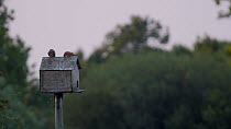 Common kestrel (Falco tinnunculus) sitting on roof of a nest box is joined by another, Somerset, England, UK, June.
