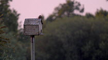 Two Common kestrels (Falco tinnunculus) flying before landing on roof of a nest box on a pole, Somerset, England, UK, June.