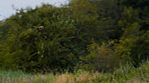 Tracking shot of Common kestrel (Falco tinnunculus) flying, Somerset, England, UK, June.