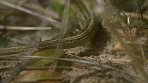 Close up shot of male Sand lizard (Lacerta agilis) tail before it turns around to face camera and then runs out of frame, Dorset, England, UK, May.