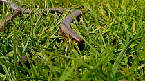 Slow worm (Anguis fragilis) moving through grass, Somerset, England, UK, July.