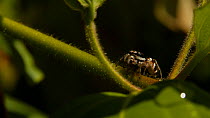 Zebra jumping spider (Salticus scenicus) sitting on foliage looking around before climbing up stem, Somerset, England, UK, May.