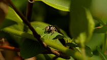 Zebra jumping spider (Salticus scenicus) eating its prey on leaf, Somerset, England, UK, May.