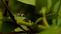 Zebra jumping spider (Salticus scenicus) moving on leaf, Somerset, England, UK, May.