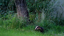 European badger (Meles meles) emerging from undergrowth and walking out of frame, Somerset, England, UK, August.