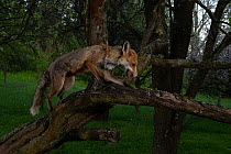 Red fox (Vulpes vulpes) female climbing a quince tree in garden, Hungary.