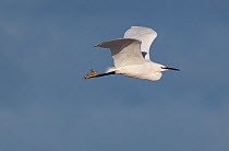 Little egret (Egretta garzetta) in flight against blue sky. Holy Island / Lindisfarne, Northumberland, England, UK. November