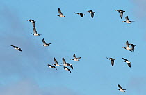 Barnacle geese (Branta leucopsis) flock in flight. Holy Island / Lindisfarne, Northumberland, England, UK. November