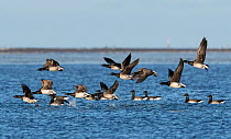 Brent Geese (Branta bernicla) flock taking off from the sea. Holy Island / Lindisfarne, Northumberland, England, UK. November