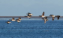 Brent Geese (Branta bernicla) flock flying low over the sea. Holy Island / Lindisfarne, Northumberland, England, UK. November