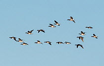Brent Geese (Branta bernicla) flock flying against a blue sky. Holy Island / Lindisfarne, Northumberland, England, UK. November