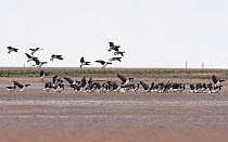 Brent Geese (Branta bernicla) flock landing on mudflats. Holy Island / Lindisfarne, Northumberland, England, UK. December