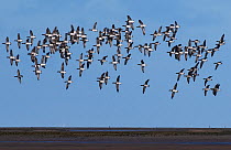 Brent Geese (Branta bernicla) flock flying low over tidal mudflats. Holy Island / Lindisfarne, Northumberland, England, UK. November