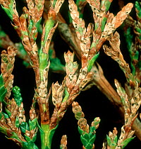 Thuja needle scorch, cedar or Keithia leaf blight (Didymascella thujina) fruiting bodies on western red cedar (Thuja plicata) leaflets