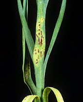Carnation rust (Uromyces dianthi) pustules erupting on Dianthus spp. leaf base and stem, Italy